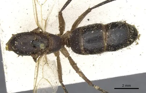 Camponotus variegatus - CASENT0903589