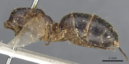 Camponotus variegatus - CASENT0903589