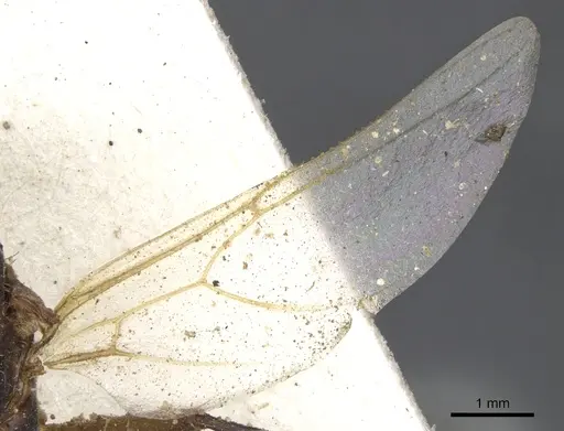 Camponotus variegatus - CASENT0903589