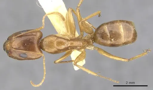 Camponotus variegatus - CASENT0903591
