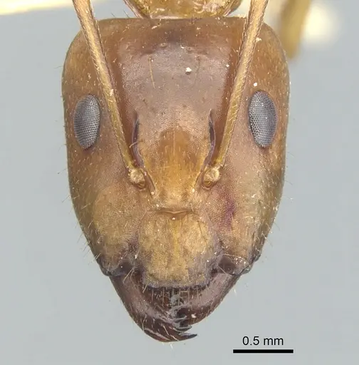 Camponotus variegatus - CASENT0903591