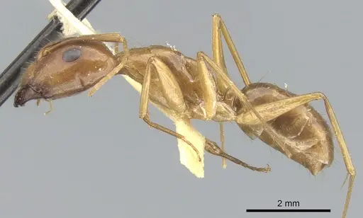 Camponotus variegatus - CASENT0903591