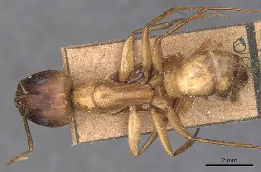 Camponotus variegatus - CASENT0905327