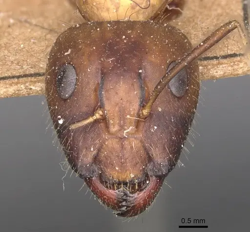 Camponotus variegatus - CASENT0905327