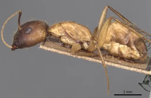 Camponotus variegatus - CASENT0905327