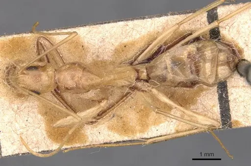 Camponotus variegatus - CASENT0905328