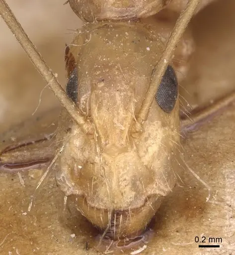 Camponotus variegatus - CASENT0905328