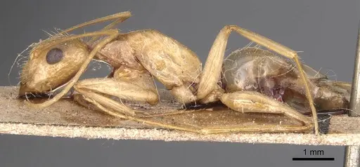 Camponotus variegatus - CASENT0905328