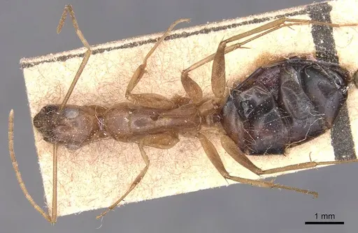 Camponotus variegatus - CASENT0905329