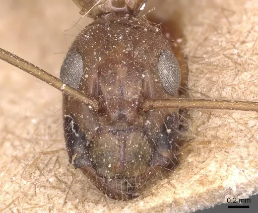 Camponotus variegatus - CASENT0905329