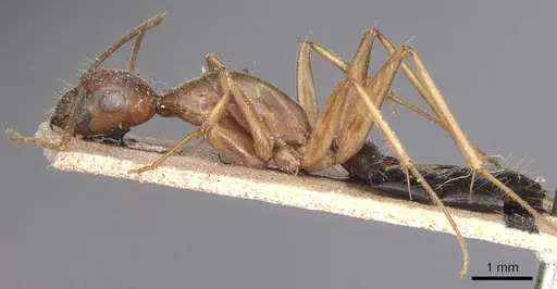 Camponotus variegatus - CASENT0905329