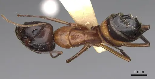 Camponotus variegatus - CASENT0906973