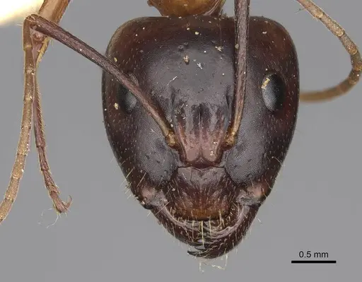 Camponotus variegatus - CASENT0906973