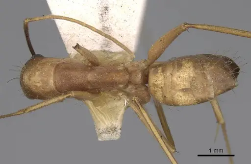 Camponotus variegatus - CASENT0906974