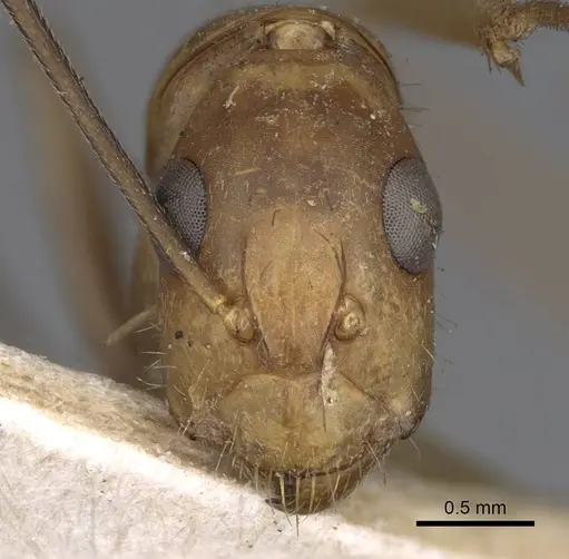 Camponotus variegatus - CASENT0906974