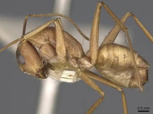 Camponotus variegatus - CASENT0906974