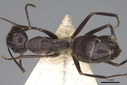 Camponotus variegatus - CASENT0906975