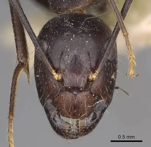 Camponotus variegatus - CASENT0906975