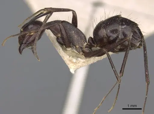 Camponotus variegatus - CASENT0906975