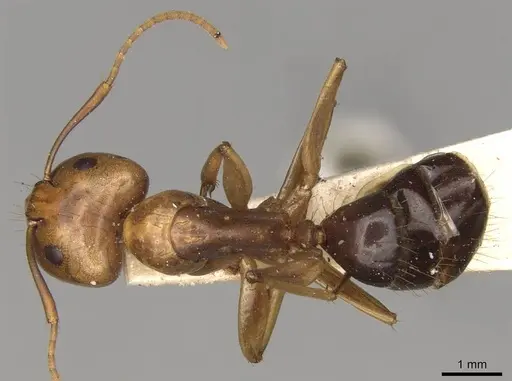 Camponotus variegatus - CASENT0906976