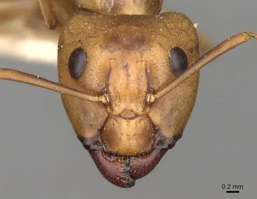 Camponotus variegatus - CASENT0906976