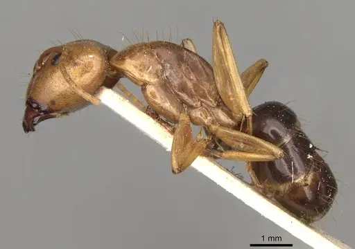 Camponotus variegatus - CASENT0906976