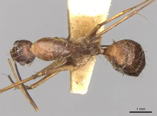 Camponotus variegatus - CASENT0906977