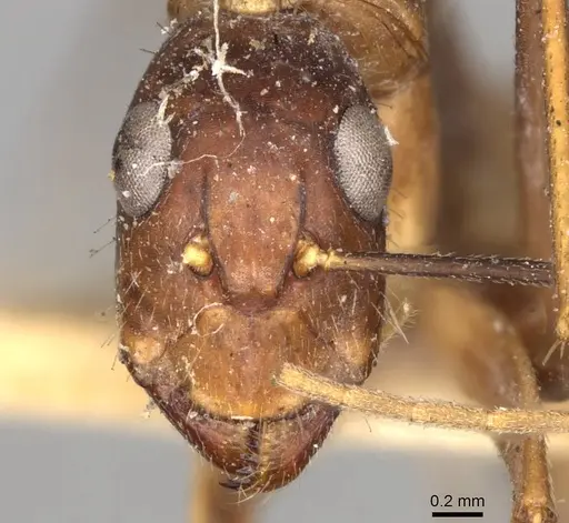 Camponotus variegatus - CASENT0906977