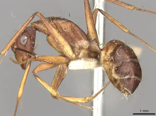 Camponotus variegatus - CASENT0906977