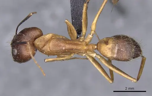 Camponotus variegatus - CASENT0910165