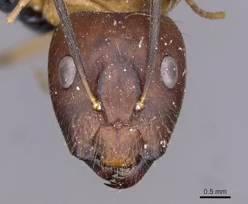 Camponotus variegatus - CASENT0910165