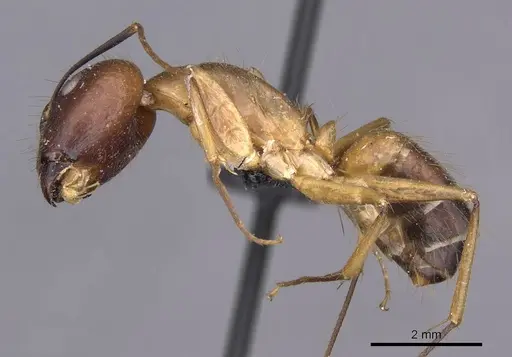 Camponotus variegatus - CASENT0910165