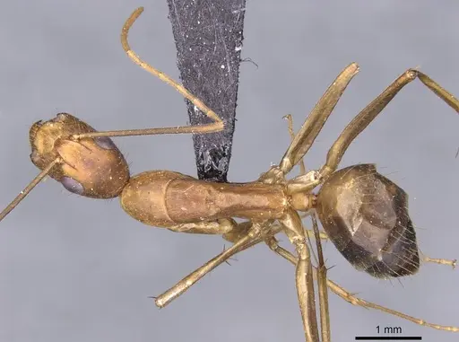 Camponotus variegatus - CASENT0910166