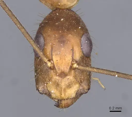 Camponotus variegatus - CASENT0910166