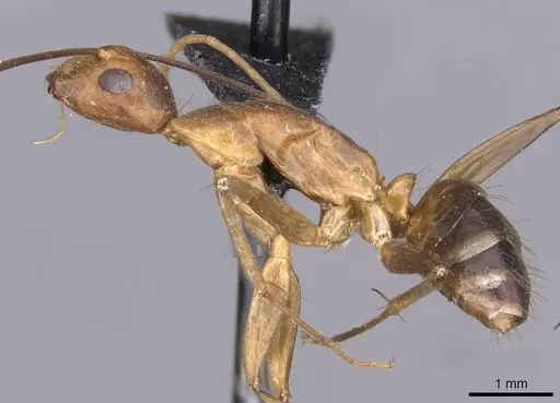 Camponotus variegatus - CASENT0910166