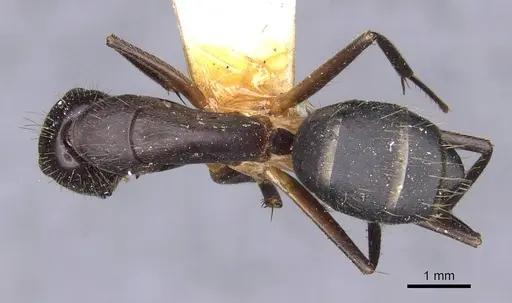 Camponotus variegatus - CASENT0910167