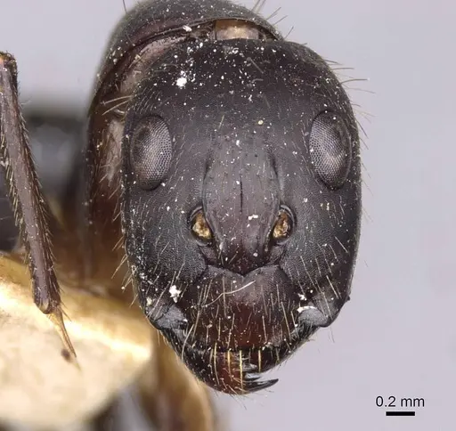 Camponotus variegatus - CASENT0910167