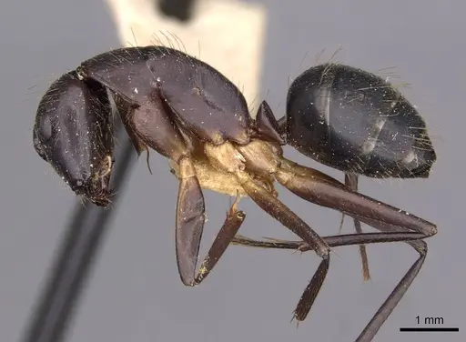 Camponotus variegatus - CASENT0910167