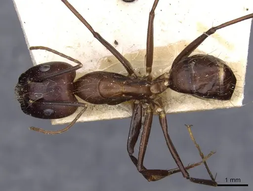 Camponotus variegatus - CASENT0910168