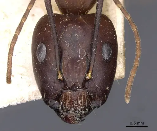 Camponotus variegatus - CASENT0910168