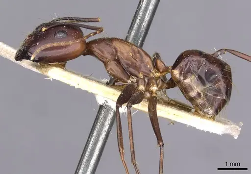 Camponotus variegatus - CASENT0910168