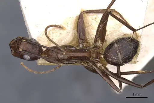 Camponotus variegatus - CASENT0910169