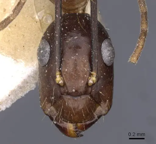 Camponotus variegatus - CASENT0910169