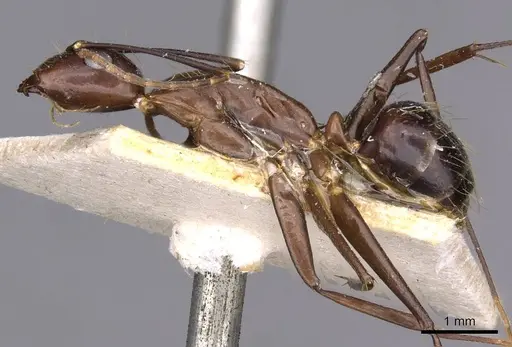 Camponotus variegatus - CASENT0910169