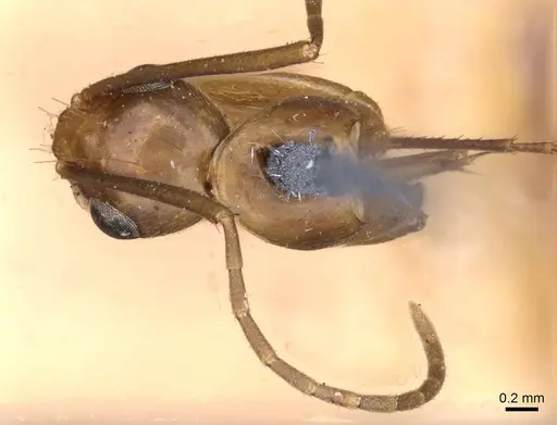 Camponotus variegatus - CASENT0910170