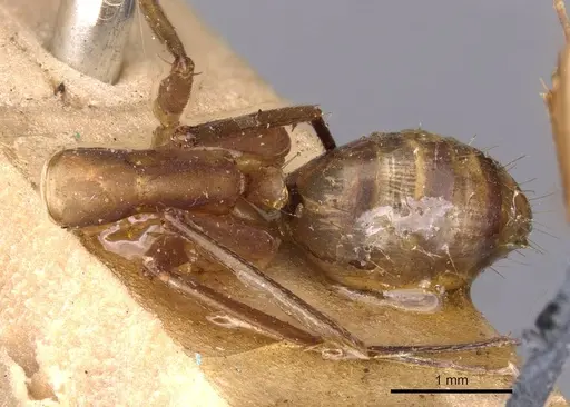 Camponotus variegatus - CASENT0910170