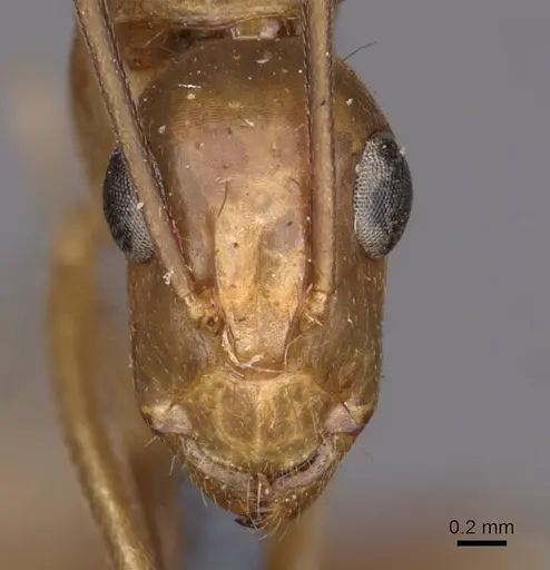 Camponotus variegatus - CASENT0910170