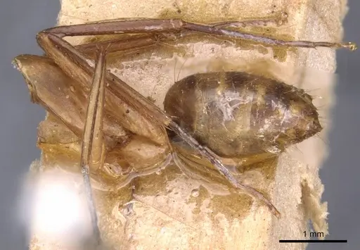 Camponotus variegatus - CASENT0910170