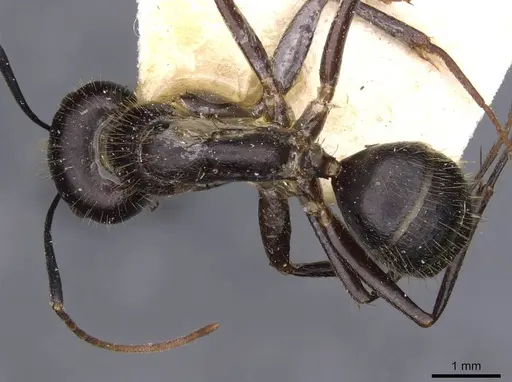 Camponotus variegatus - CASENT0910171