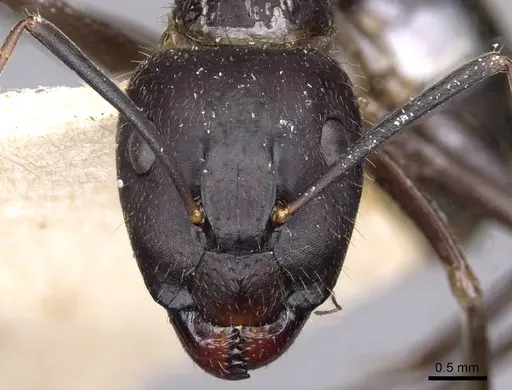 Camponotus variegatus - CASENT0910171